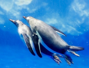 Penguins Swimming